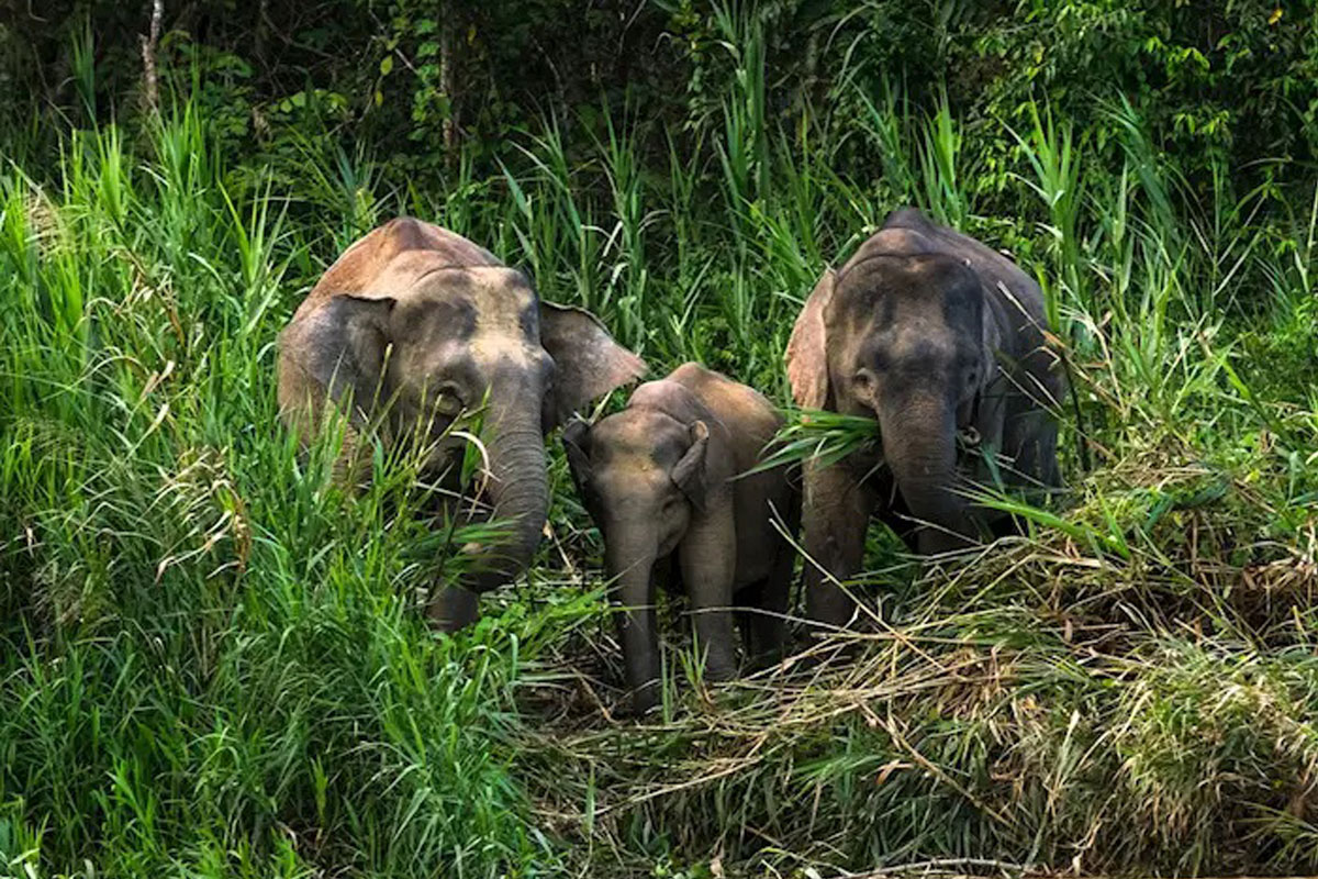 Tabin Reserve Wild Elephants