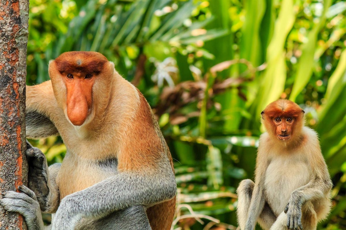 Labuk Bay Sanctuary Proboscis Monkeys