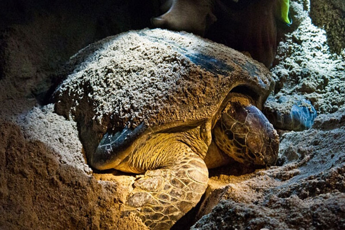 Selingan Turtle Island turtle