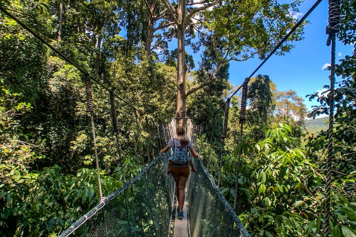 Kinabalu Park Canopy Walk