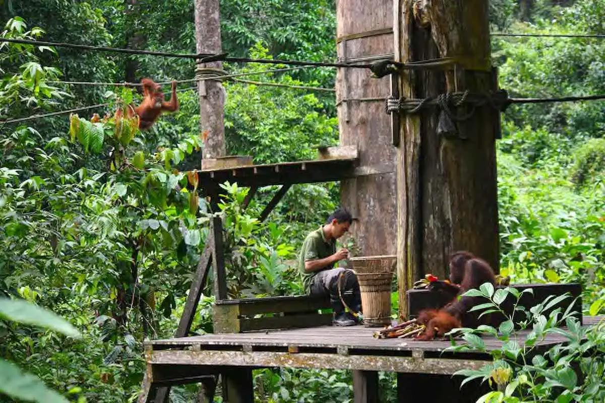 Sepilok Orangutan