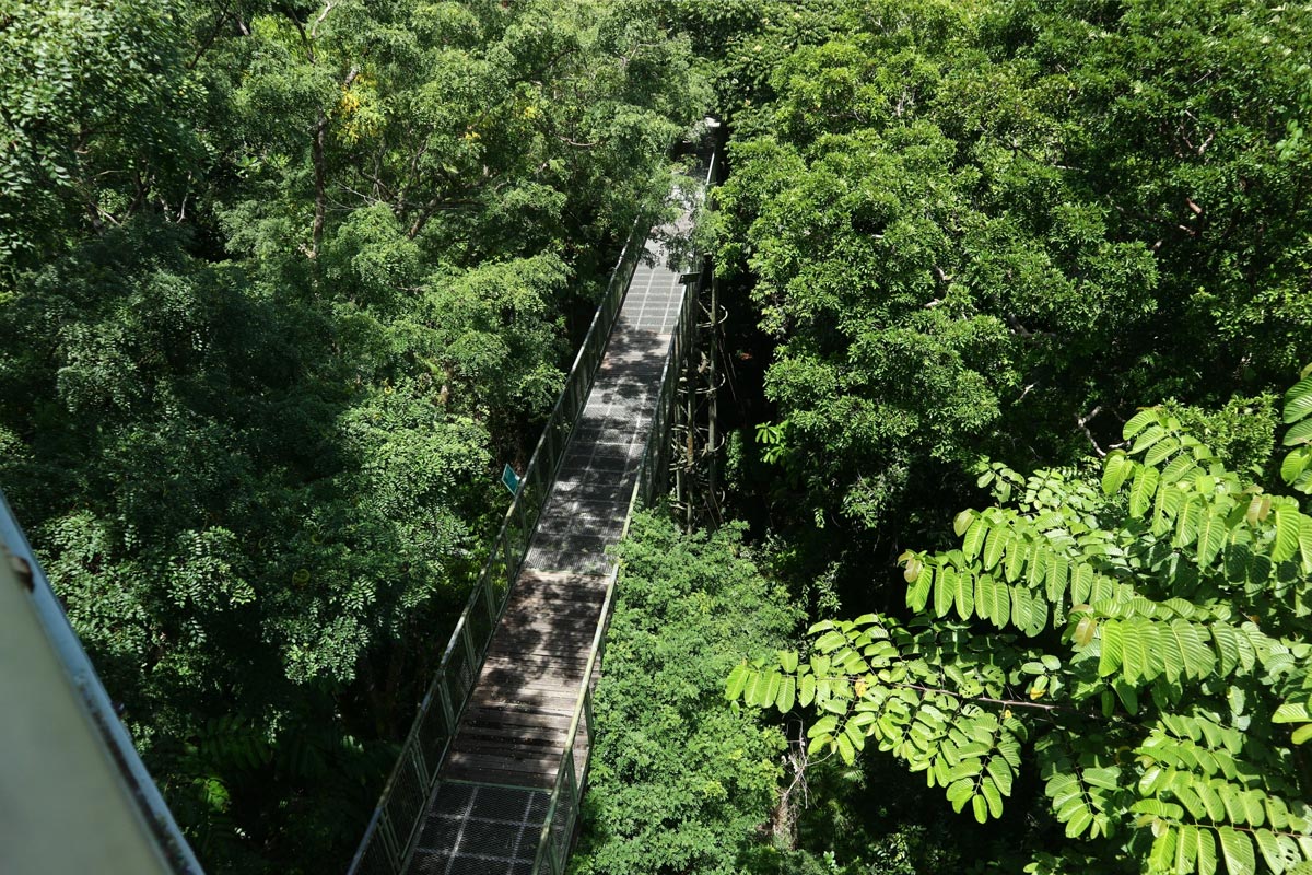 Sandakan Rainforest Discovery Centre canopy walk