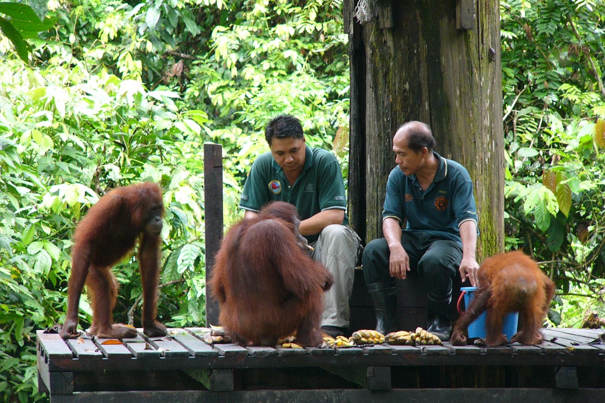 Sepilok Orangutan