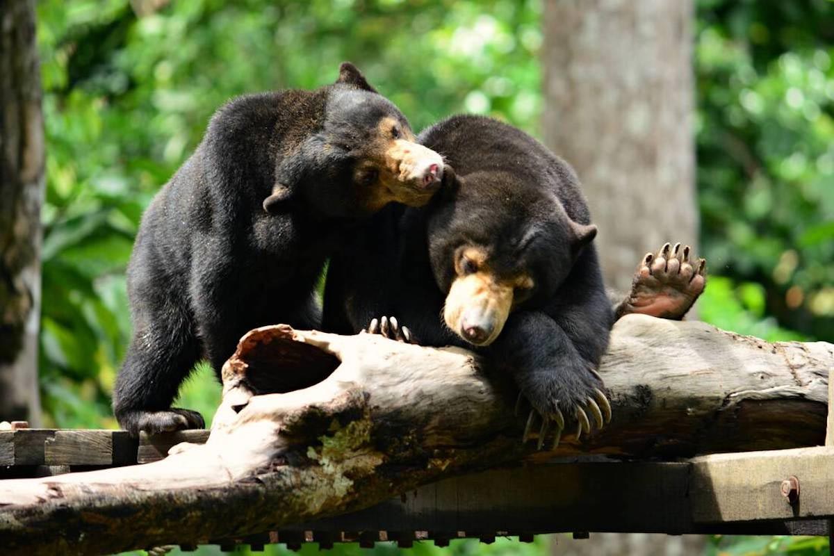 Bornean Sun Bear Conservation Centre Sun Bear
