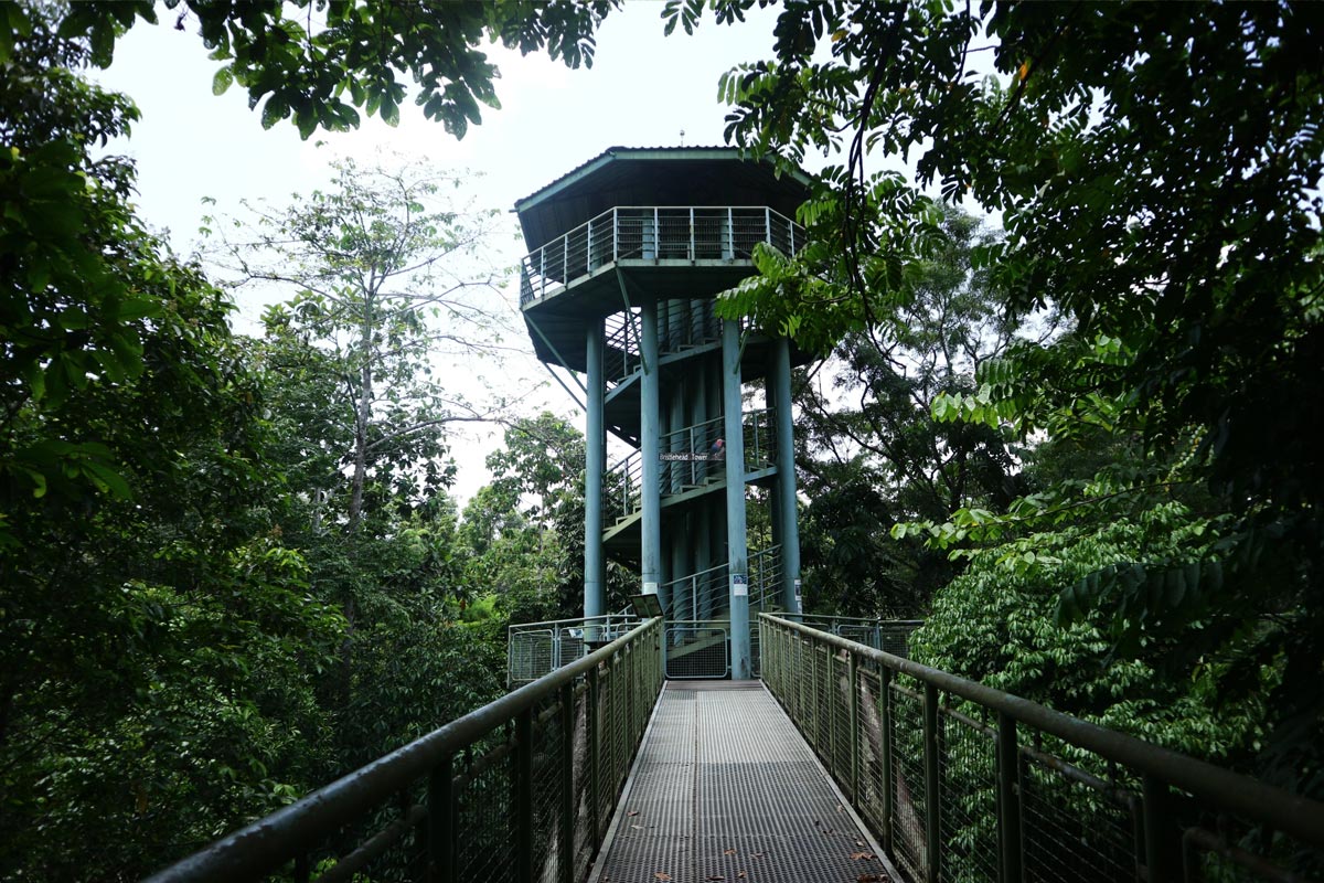 Sandakan Rainforest Discovery Centre tower